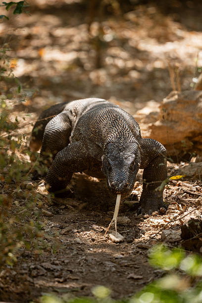 istock Komodo Dragon crawling through the jungle 2248172357
