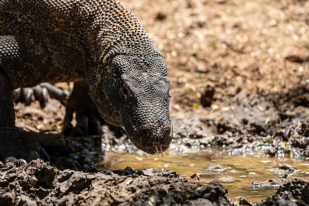 istock Komodo dragon ready to drink 2248172370
