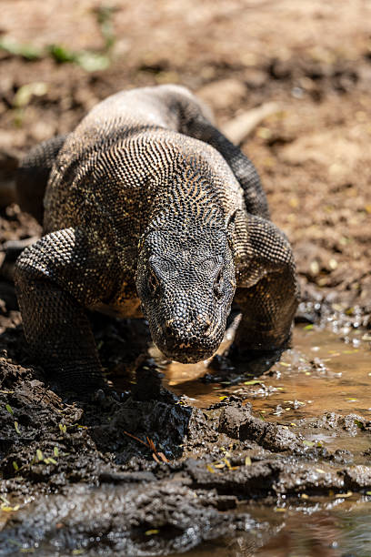 istock Komodo dragon stalking its prey 2248172371