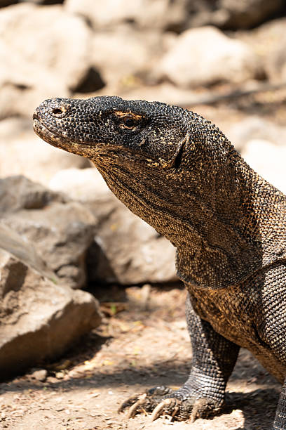 istock Close-up of a Komodo dragon 2248172386
