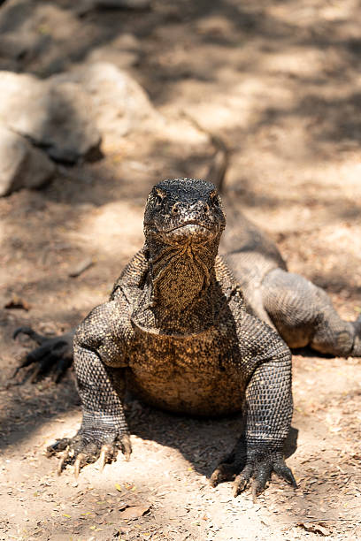 istock Stanton of Komodo planted in a hailly position 2248172395