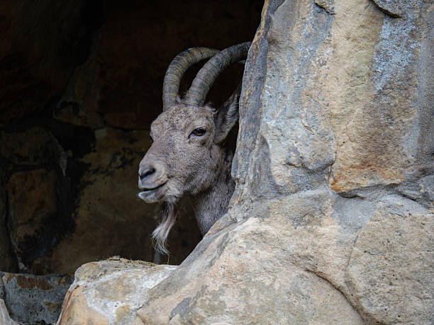 istock Mountain Goat Portrait Peeking Around A Rock 2248172502