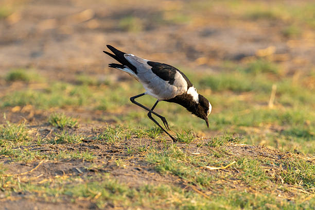 Common Blacksmith lapwing walking on short grass and looking for food during a morning in Chobe National Park, Botswana