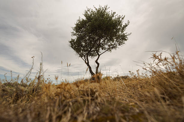 Lime protects vulnerable trees from huge fluctuations in temperatures, acts as a protection against bacteria and vermin, and is used on roadsides as a guide for driving at night.