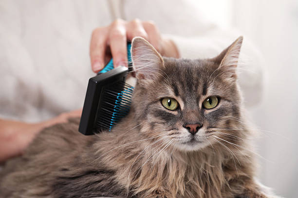 istock Woman brushing her cute cat indoors, closeup 2248173967