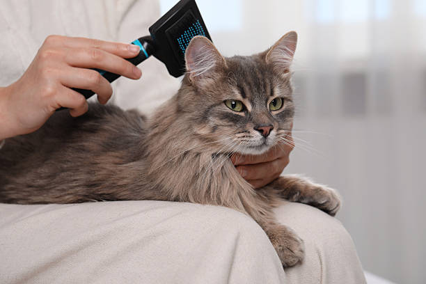 istock Woman brushing her cute cat indoors, closeup 2248173972