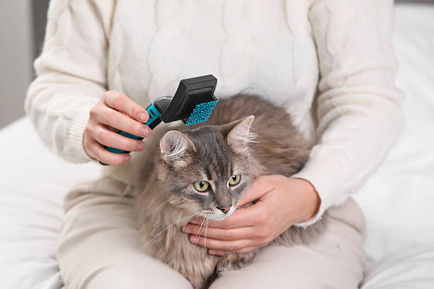 istock Woman brushing her cute cat indoors, closeup 2248173974