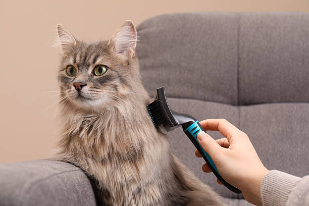 istock Woman brushing her cat on sofa indoors, closeup 2248173985