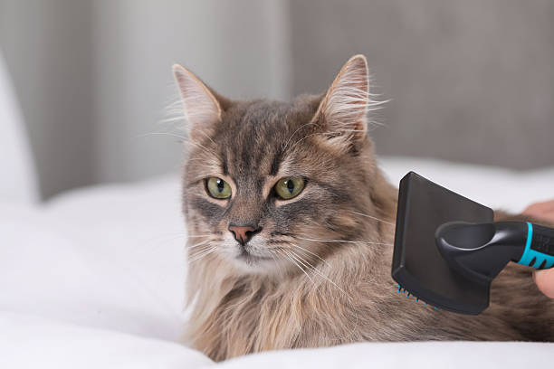 istock Woman brushing her cat on bed indoors, closeup 2248173992