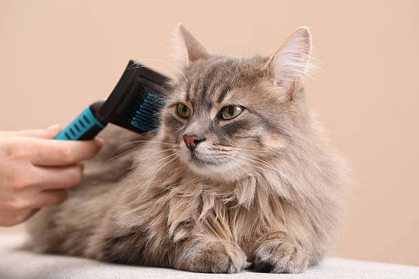 istock Woman brushing her cat on bench against beige background, closeup 2248174004