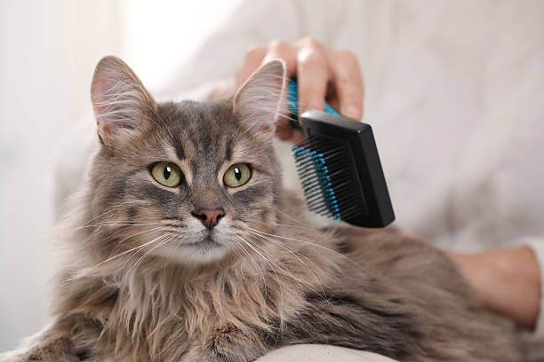 istock Woman brushing her cute cat indoors, closeup 2248174010