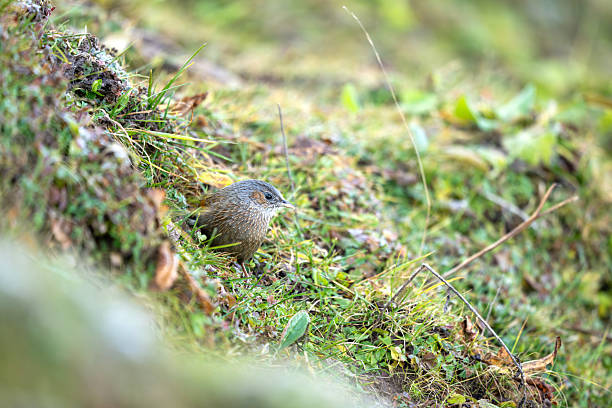 Eurasian Wren (Troglodytes troglodytes) sitting on branch, the Netherlands