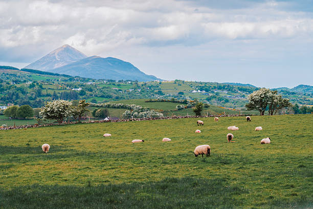 Springtime in Connemara national park, Ireland