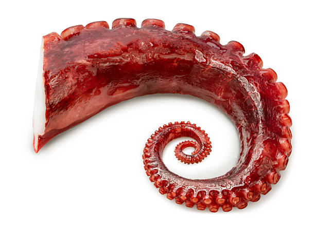 Octopus's arms with Octopus suckers isolated on white background, Octopus's arms on white, with Clipping path, High resolution photography.