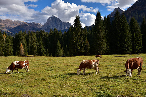 istock cows grazing in the Visdende valley Dolomites 2248175296