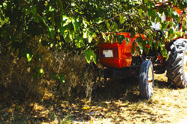 view shot of an aged, orange-red agricultural tractor parked outdoors