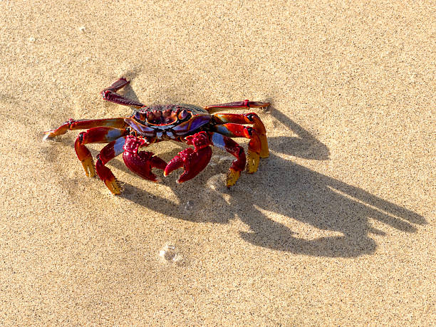 Grapsus Grapsus, Red Rock Crab, or Sally Lightfoot Crab. Found on many coasts of Central and South America and on the Canary Islands.