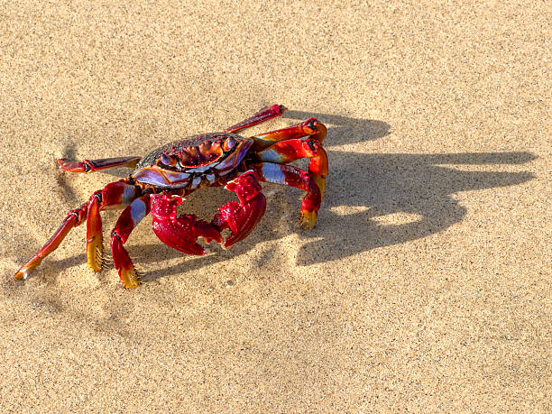 istock Grapsus Grapsus, Red Rock Crab, or Sally Lightfoot Crab. 2248175560