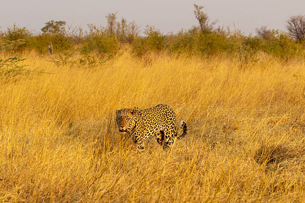 A large predator, the Leopard walking in dry grass during a golden hour in Savuti, Chobe National Park in Botswana