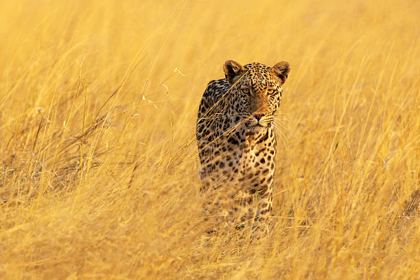 A leopard rests in the savannah grass