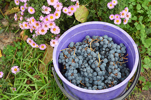 Fresh blue grapes in a bucket surrounded by autumn flowers  vibrant fall harvest.