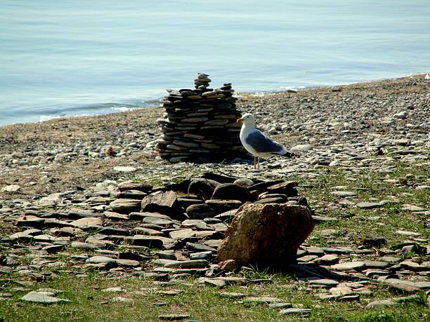 One large white seagull from Olkhon Island sits on the shore.