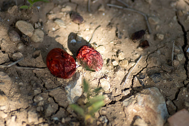 fallen rotting fruit laying on the ground with soil and weeds