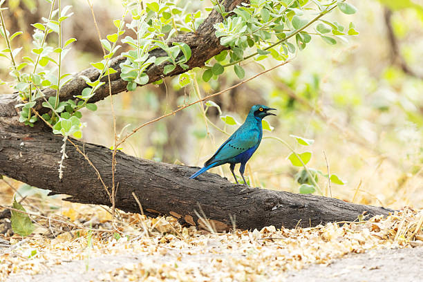 A bright Greater blue-eared starling standing on a fallen tree in a woodland near Khwai in Botswana