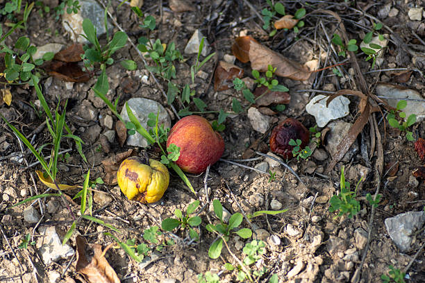 istock fallen rotting fruit laying on the ground with soil and weeds 2248180245