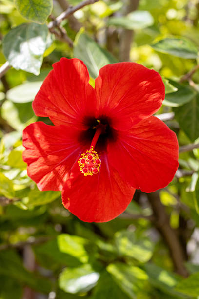 istock Hibiscus dark red flower isolated on a natural background 2248180503