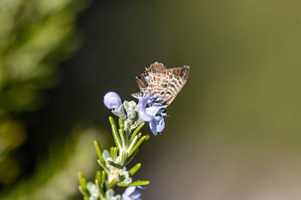 Leptotes pirithous (Lang's Short-tailed Blue) feeding on Rosemary (Salvia rosmarinus) flowers isolated on a natural background
