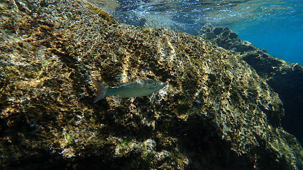 Golden grey mullet (Chelon auratus) undersea, Ligurian Sea, Italy, Imperia