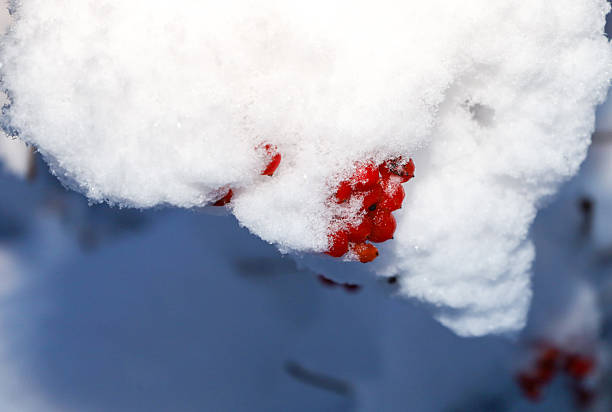 ​A contrasting close-up shot captures a fluffy, thick cap of white snow, beneath which bright red berries are peeking out.