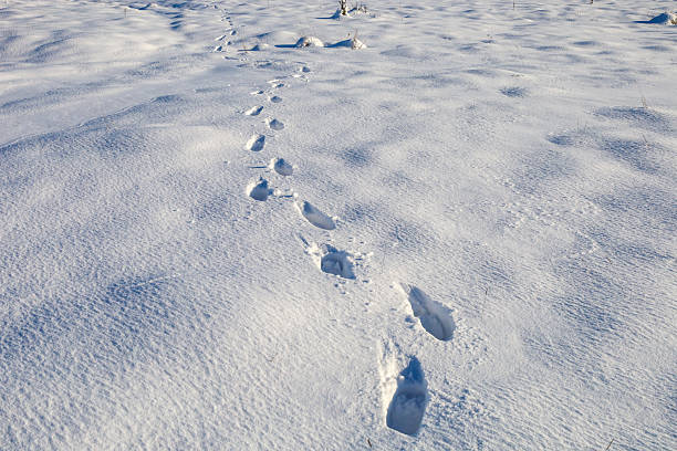 istock Distinct footprints in deep, powdery snow stretch across an open field on a sunny winter day. Long blue shadows accentuate the shape of the impressions, symbolizing travel, solitude, or exploration. 2248181568