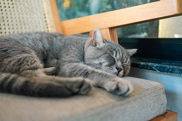 istock Gray Cat Sleeping Peacefully on a Cozy Chair 2248181678