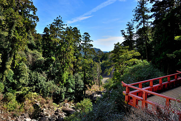 istock Lush Forest with Red Wooden Terrace 2248181784