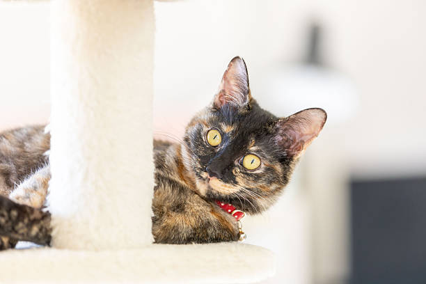 This is Neri, the tortoiseshell cat.