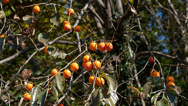 istock Japanese Autumn Fruit Persimmons Fully Ripened on Branches 2248183030