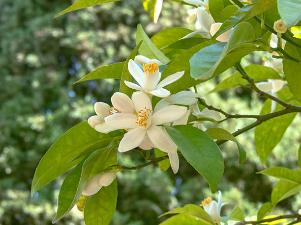 istock White citrus flowers in spring garden. Orange tree blossoms. 2248183646