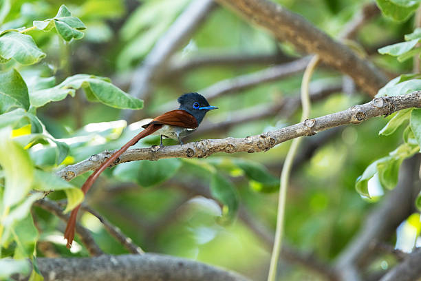 istock African paradise flycatcher perched on a lush tree in Moremi Game Reserve 2248185008
