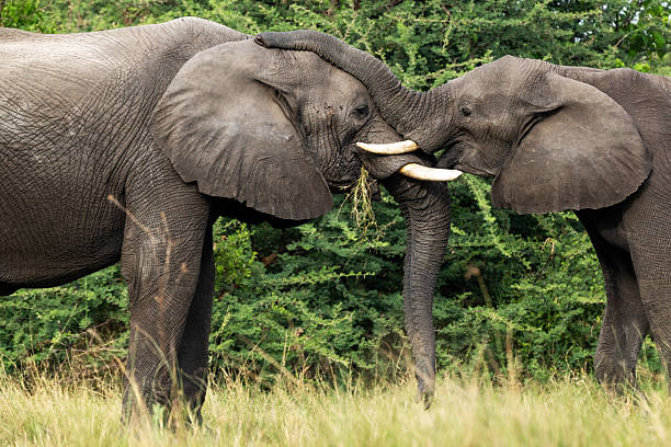 istock Large African bush elephants brawling in Okavango delta in Moremi Game Reserve 2248185379