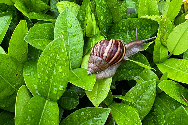 istock A snail crawling over rain-drenched green leaves 2248185422