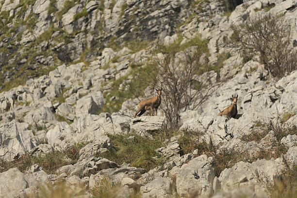 istock Goat grazes beneath Cantabrian pine trees on limestone... 2248185614