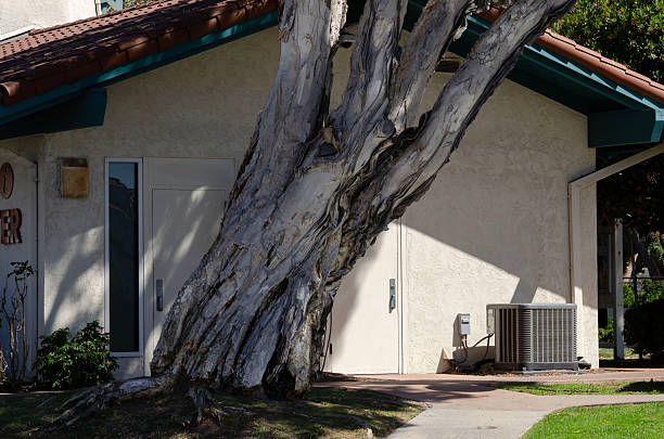 Twisted tree trunk leaning against building wall with shadows, sunlight, textured bark and suburban outdoor setting.