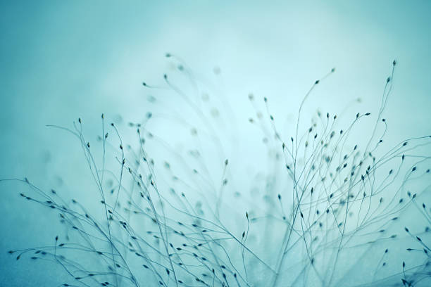 Wild grass in the forest. Macro shot.