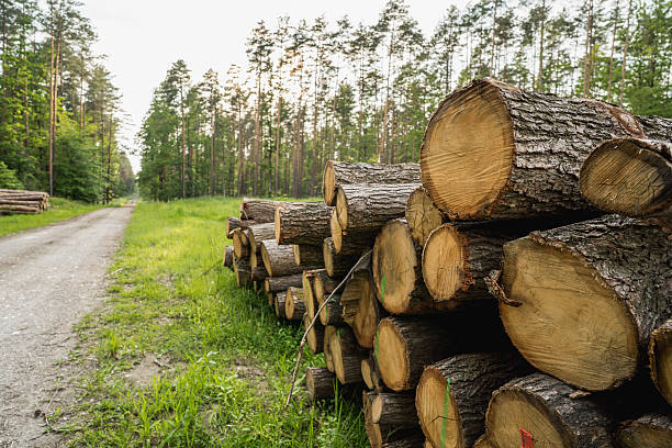 istock Pine timber logs stacked in forest, wood industry 2248193113