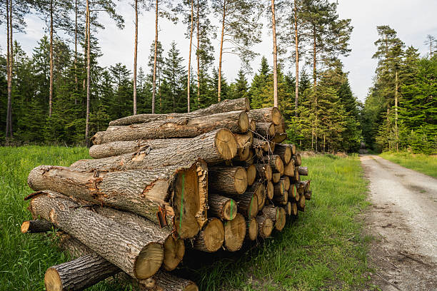 istock Pine timber logs stacked in forest, wood industry 2248193114