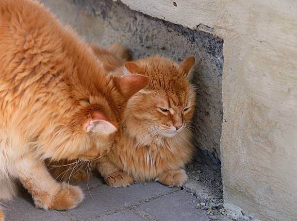 Two fluffy orange cats sit close together on a paved outdoor surface next to a concrete wall.