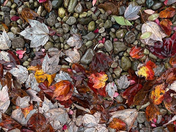 Autumn Leaves on stones