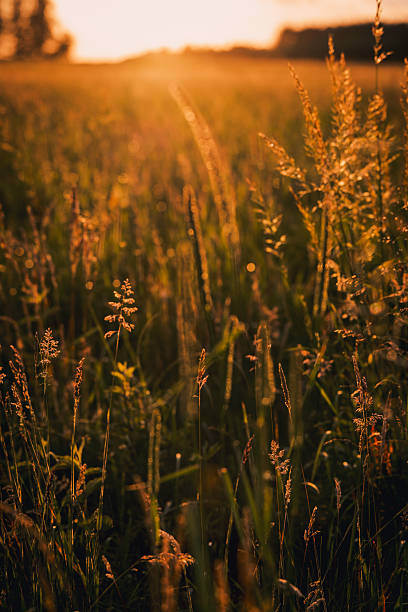 istock Golden hour summer grain field, Poland 2248195118
